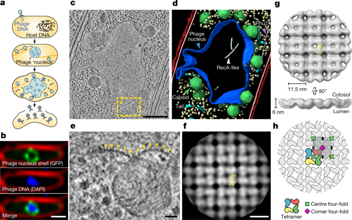 Architecture and self-assembly of the jumbo bacteriophage nuclear shell - Nature