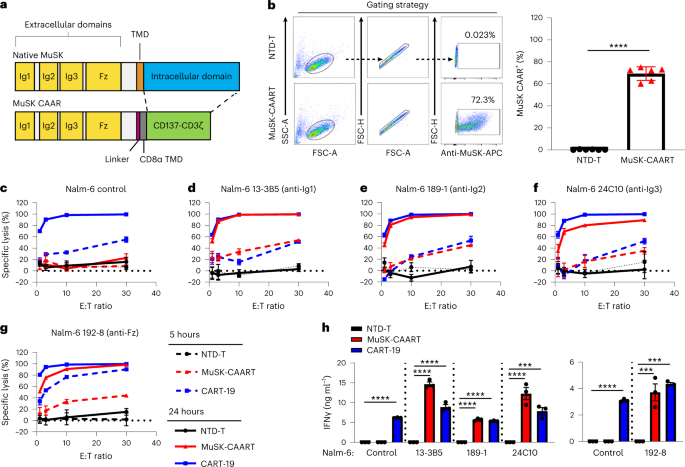 Precision targeting of autoantigen-specific B cells in muscle-specific tyrosine kinase myasthenia gravis with chimeric autoantibody receptor T cells - Nature Biotechnology