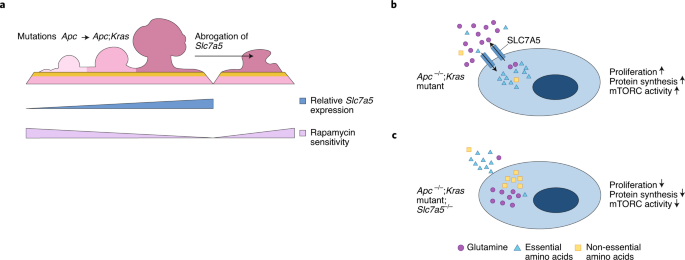 Exploiting KRAS-mediated metabolic reprogramming as a therapeutic target