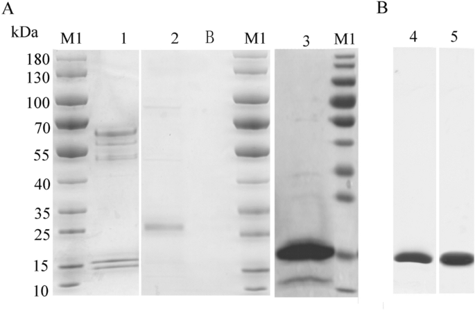 Development and characterization of a camelid derived antibody targeting a linear epitope in the hinge domain of human PCSK9 protein - Scientific Reports