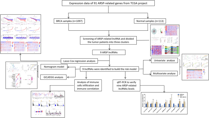 Role of androgen receptor signaling pathway-related lncRNAs in the prognosis and immune infiltration of breast cancer - Scientific Reports