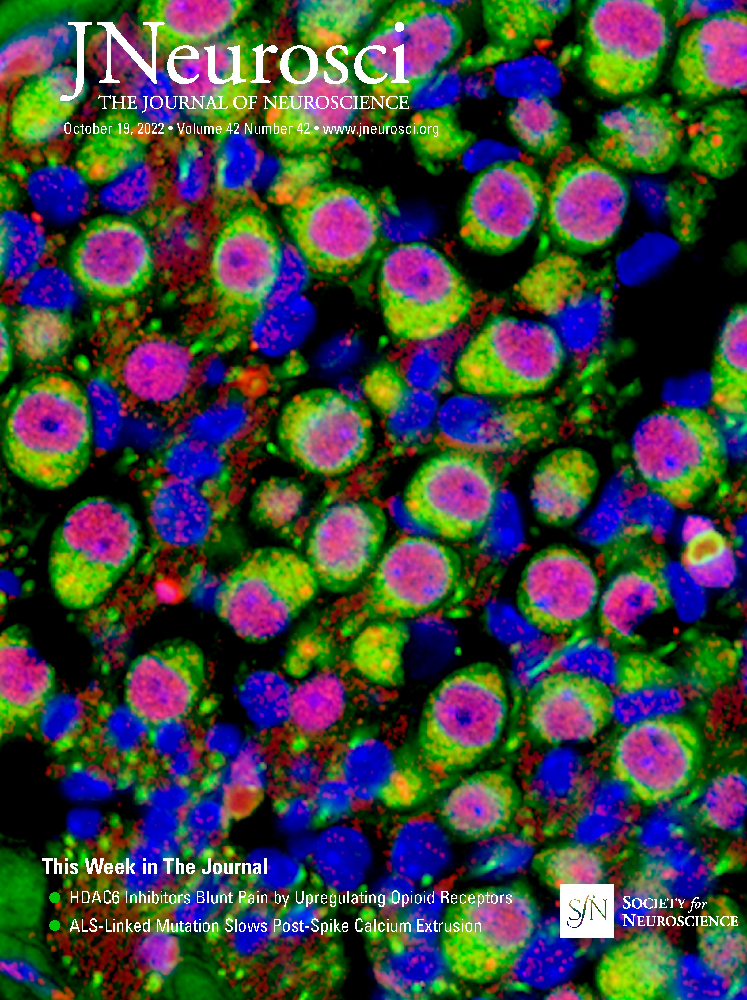 History of Previous Midlife Estradiol Treatment Permanently Alters Interactions of Brain Insulin-like Growth Factor-1 Signaling and Hippocampal Estrogen Synthesis to Enhance Cognitive Aging in a Rat Model of Menopause