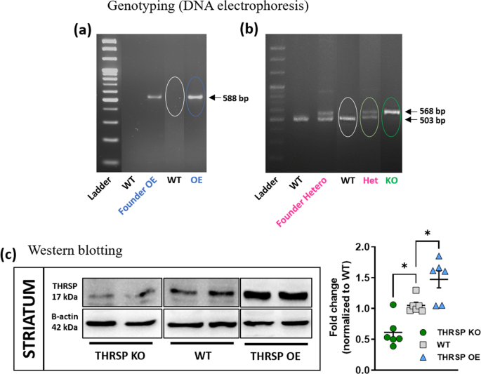 Low striatal T3 is implicated in inattention and memory impairment in an ADHD mouse model overexpressing thyroid hormone-responsive protein - Communications Biology
