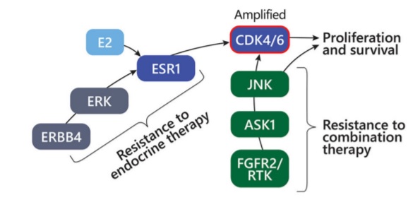 Molecular vulnerabilities and therapeutic resistance in hormone receptor positive and HER2 dependent breast cancer tumours