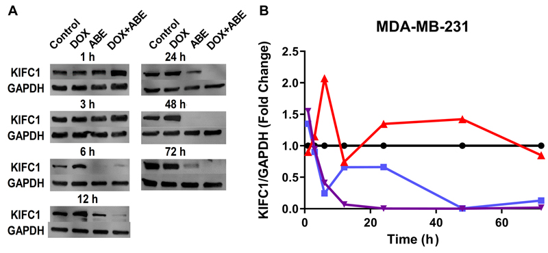 KIFC1: A Reliable Prognostic Biomarker in Rb-positive Triple-negative Breast Cancer Patients Treated With Doxorubicin in Combination With Abemaciclib