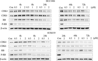 LPM3770277, a Potent Novel CDK4/6 Degrader, Exerts Antitumor Effect Against Triple-Negative Breast Cancer