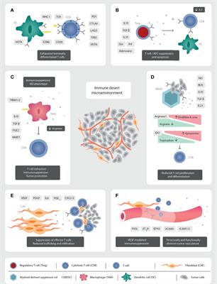 Overcoming Immune Resistance With Radiation Therapy in Prostate Cancer
