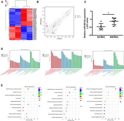 Exosomal miR-483-5p in Bone Marrow Mesenchymal Stem Cells Promotes Malignant Progression of Multiple Myeloma by Targeting TIMP2