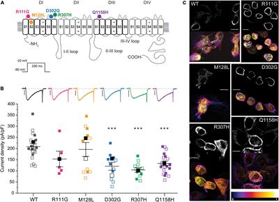 Investigation of CACNA1I Cav3.3 Dysfunction in Hemiplegic Migraine