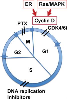 Rationale for combination of paclitaxel and CDK4/6 inhibitor in ovarian cancer therapy - non-mitotic mechanisms of paclitaxel