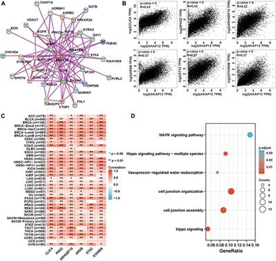 Pan-cancer analysis of the prognosis and immunological role of AKAP12: A potential biomarker for resistance to anti-VEGF inhibitors