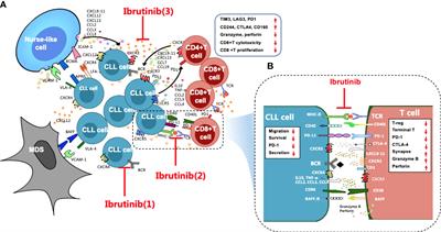 Effects of ibrutinib on T-cell immunity in patients with chronic lymphocytic leukemia