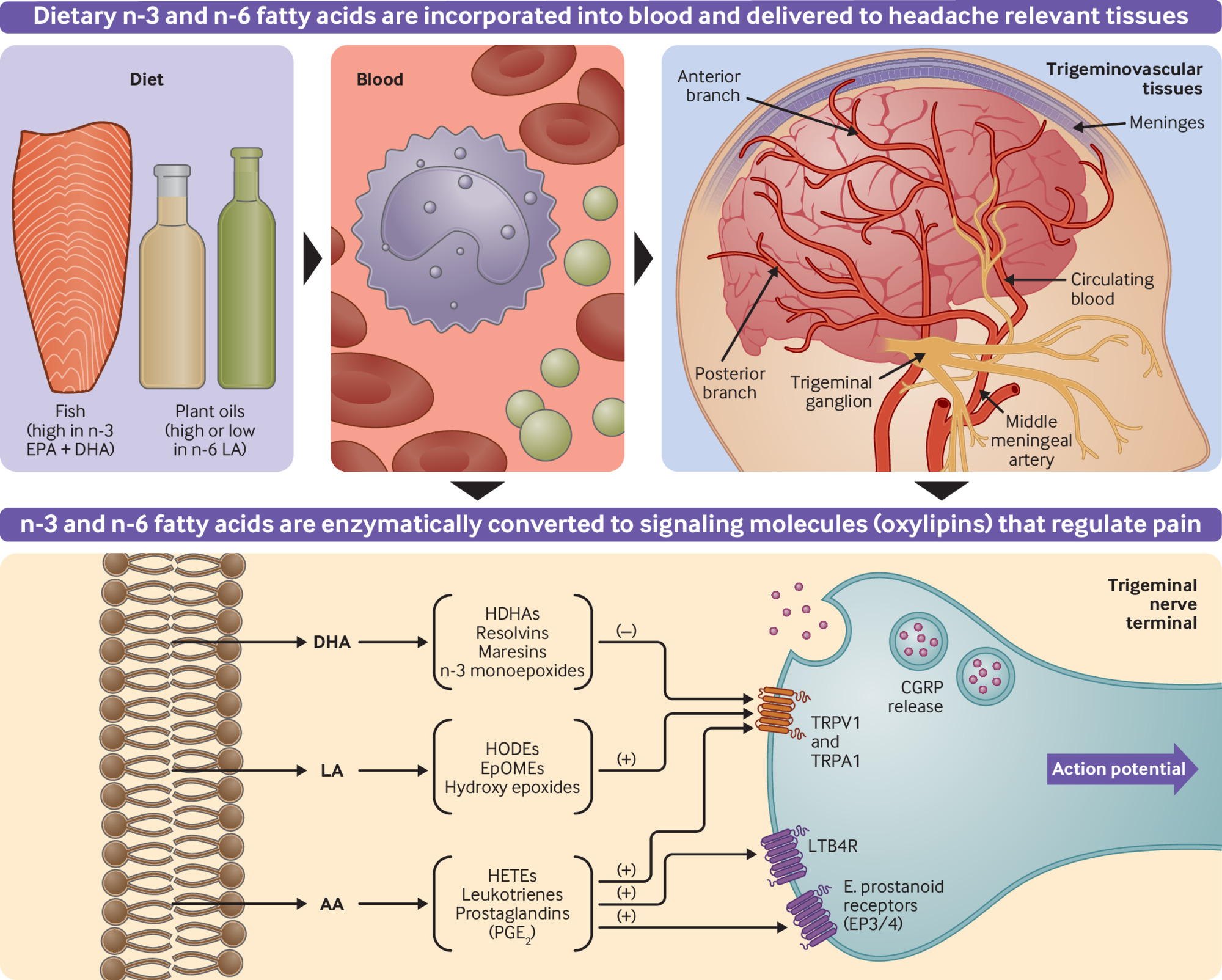 Dietary alteration of n-3 and n-6 fatty acids for headache reduction in adults with migraine: randomized controlled trial