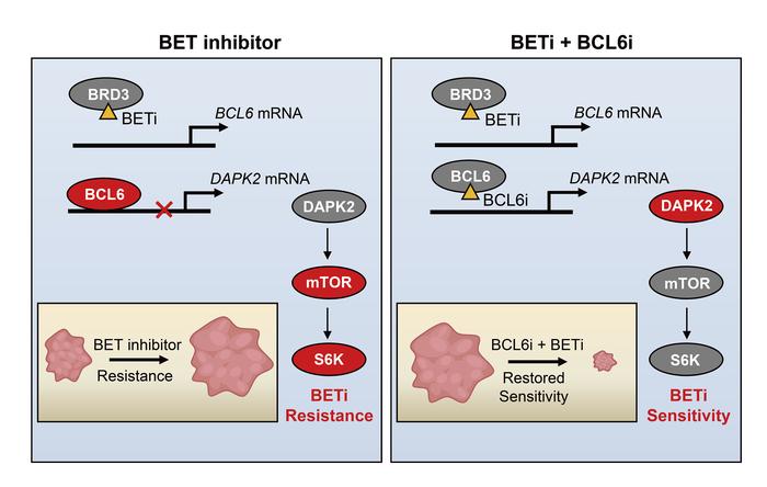 BCL6 confers KRAS-mutant non-small-cell lung cancer resistance to BET inhibitors