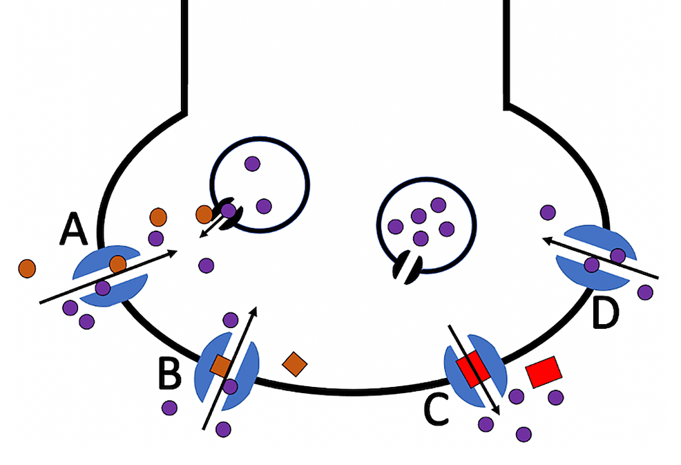 Dexmethylphenidate-Induced Rhabdomyolysis by Interaction With Aromatase Inhibitor