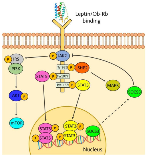 Possible Role of Leptin in Atopic Dermatitis: A Literature Review