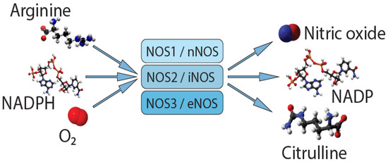 The Role of Single Nucleotide Variants of NOS1, NOS2, and NOS3 Genes in the Development of the Phenotype of Migraine and Arterial Hypertension