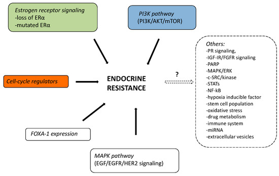 CDK4/6 Inhibitor Treatments in Patients with Hormone Receptor Positive, Her2 Negative Advanced Breast Cancer: Potential Molecular Mechanisms, Clinical Implications and Future Perspectives