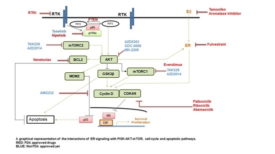 Targeted Neoadjuvant Therapies in HR+/HER2−Breast Cancers: Challenges for Improving pCR