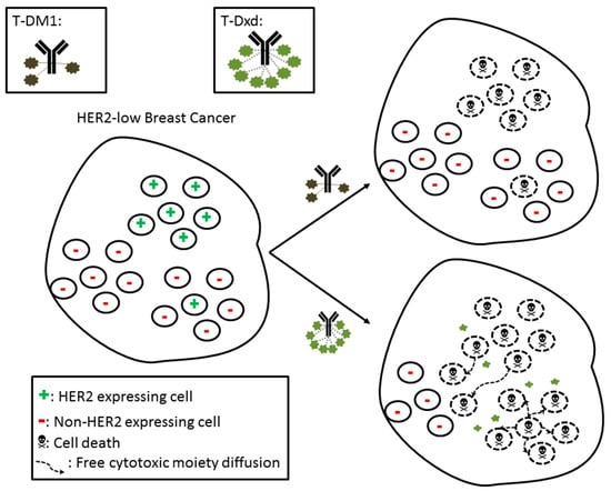The Exciting New Field of HER2-Low Breast Cancer Treatment