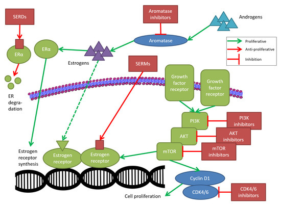 Endocrine Treatment for Breast Cancer Patients Revisited-History, Standard of Care, and Possibilities of Improvement