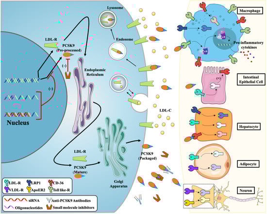 PCSK9 Inhibition: From Current Advances to Evolving Future