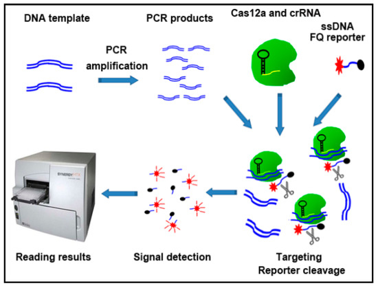 Sensitive Detection of KRAS Mutations by Clustered Regularly Interspaced Short Palindromic Repeats