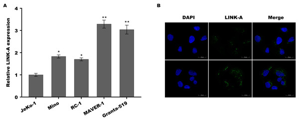 Inhibition of LINK-A lncRNA overcomes ibrutinib resistance in mantle cell lymphoma by regulating Akt/Bcl2 pathway