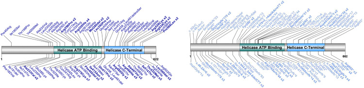 DDX3X Syndrome: Summary of Findings and Recommendations for Evaluation and Care