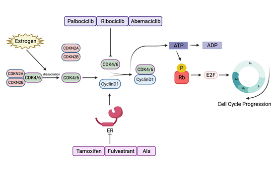 Resistance to CDK4/6 Inhibitors in Estrogen Receptor-Positive Breast Cancer