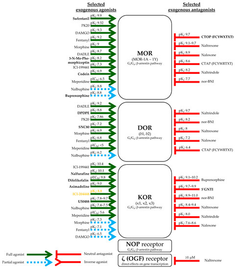 Opioidergic Signaling-A Neglected, Yet Potentially Important Player in Atopic Dermatitis