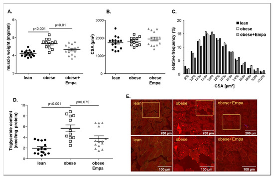 Empagliflozin Preserves Skeletal Muscle Function in a HFpEF Rat Model