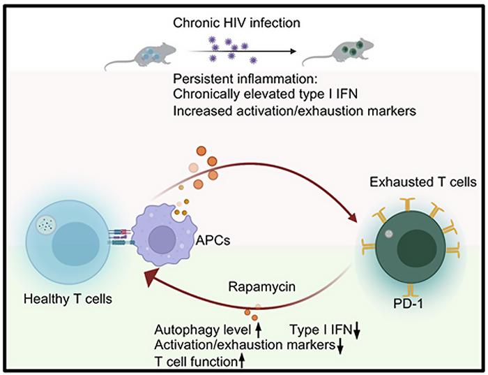 Autophagy inducer rapamycin treatment reduces IFN-I-mediated Inflammation and improves anti-HIV-1 T cell response in vivo