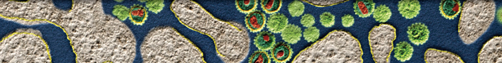 Contribution of Gut Microbiota to Immune Tolerance in Infants