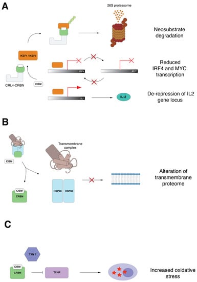 Molecular Mechanisms of Cereblon-Interacting Small Molecules in Multiple Myeloma Therapy