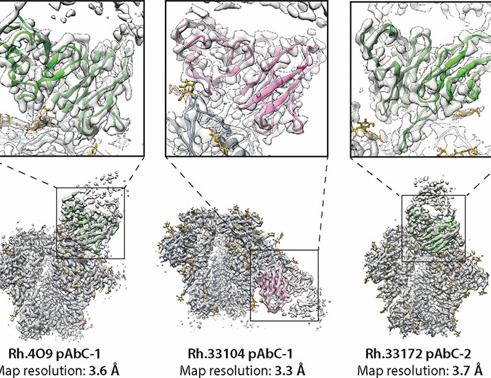 From structure to sequence: Antibody discovery using cryoEM