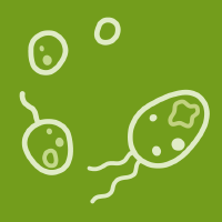 Metabolic Changes in SARS-CoV-2 Infection: Clinical Data and Molecular Hypothesis to Explain Alterations of Lipid Profile and Thyroid Function Observed in COVID-19 Patients