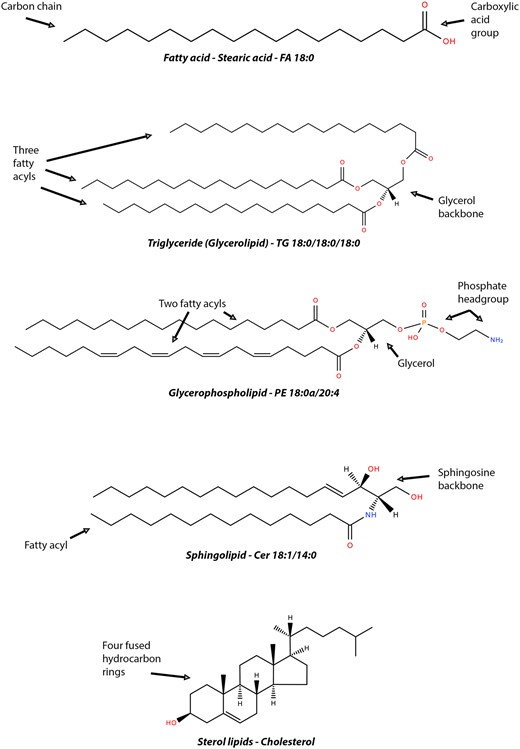 Relationship between lipoproteins, thrombosis and atrial fibrillation
