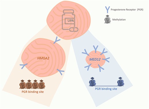 Commentary: Towards Precision Medicine for Uterine Leiomyomas based on Molecular Subgroups