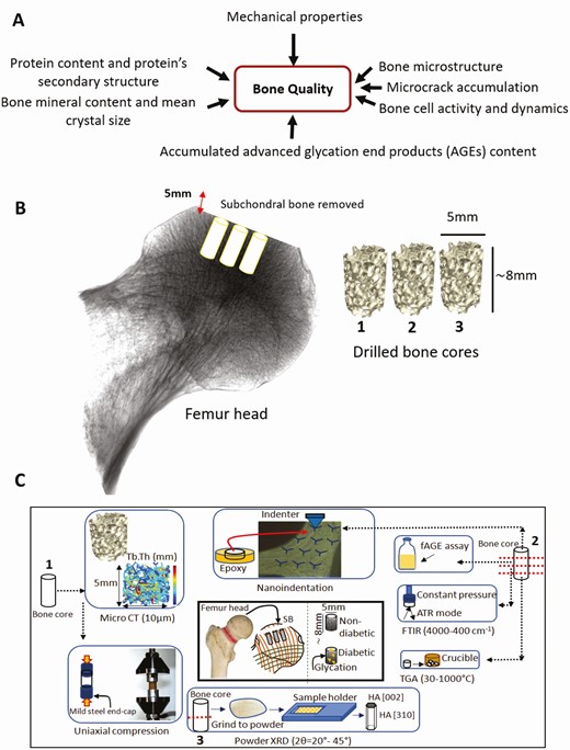 Investigation of mechanical, material and compositional determinants of human trabecular bone quality in type 2 diabetes