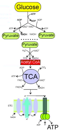 Nutrients to Improve Mitochondrial Function to Reduce Brain Energy Deficit and Oxidative Stress in Migraine