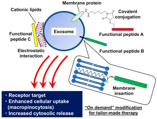 Biofunctional Peptide-Modified Extracellular Vesicles Enable Effective Intracellular Delivery via the Induction of Macropinocytosis