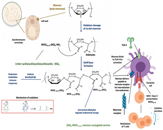 Myelin Peptide-Mannan Conjugate Multiple Sclerosis Vaccines: Conjugation Efficacy and Stability of Vaccine Ingredient