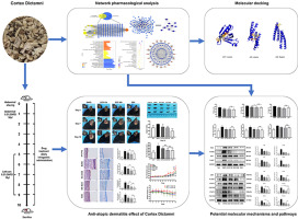 Network pharmacology-based analysis to explore the therapeutic mechanism of Cortex Dictamni on atopic dermatitis