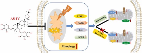 PINK1/Parkin pathway-mediated mitophagy by AS-IV to explore the molecular mechanism of muscle cell damage