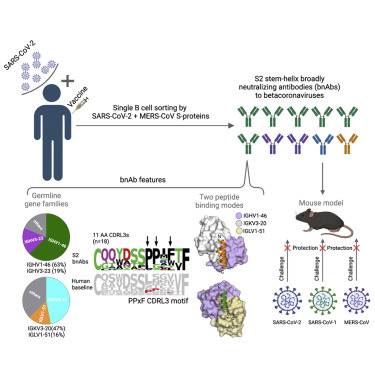 Broadly neutralizing anti-S2 antibodies protect against all three human betacoronaviruses that cause deadly disease
