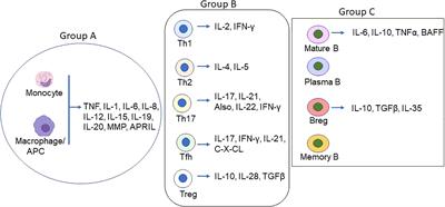 Inflammation and autoimmune myasthenia gravis