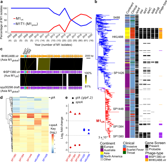 Detection of Streptococcus pyogenes M1UK in Australia and characterization of the mutation driving enhanced expression of superantigen SpeA - Nature Communications