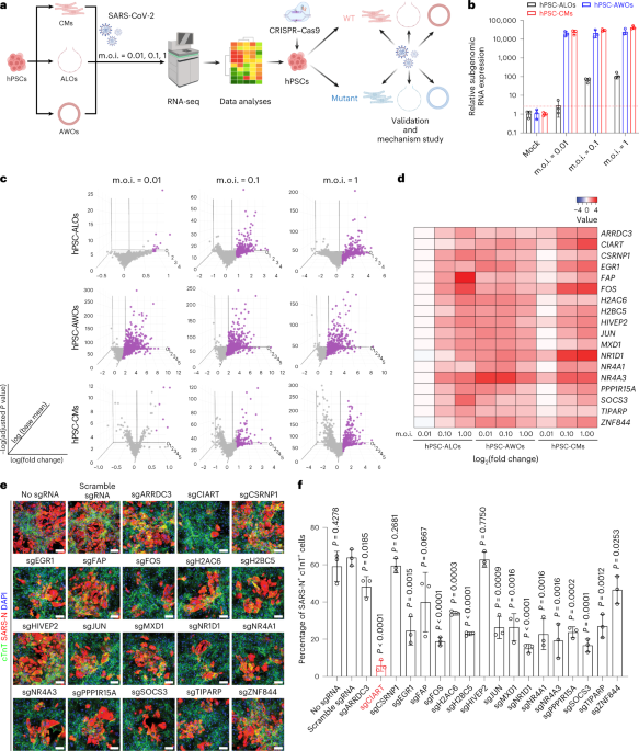 A multi-organoid platform identifies CIART as a key factor for SARS-CoV-2 infection - Nature Cell Biology
