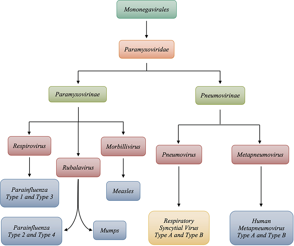 Respiratory Syncytial Virus: A Comprehensive Review of Transmission, Pathophysiology, and Manifestation